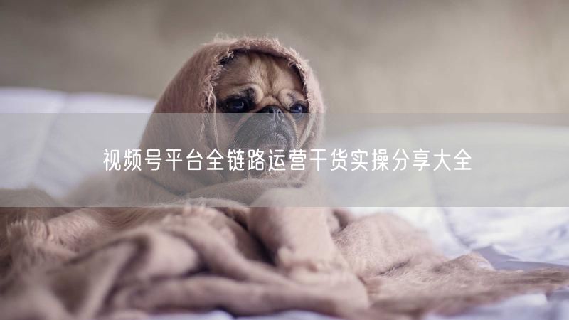 视频号平台全链路运营干货实操分享大全