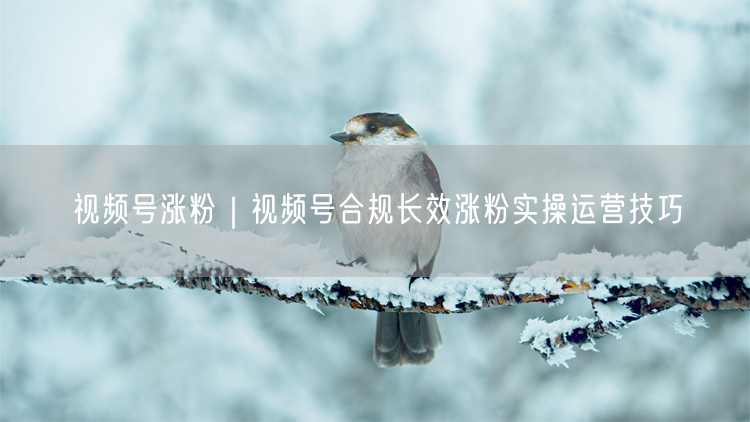 视频号涨粉|视频号合规长效涨粉实操运营技巧