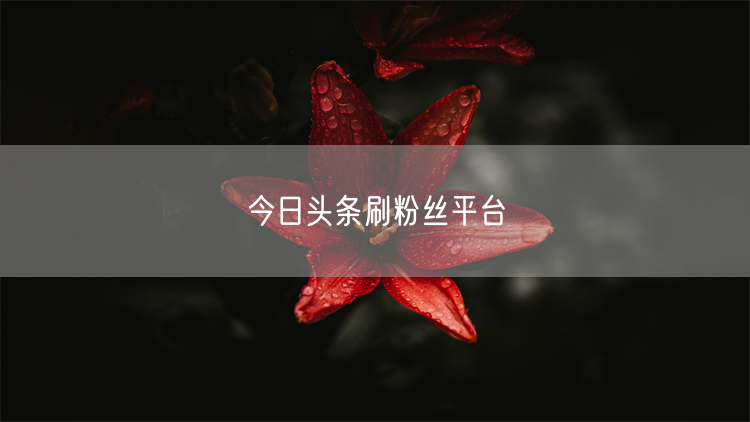 今日头条刷粉丝平台